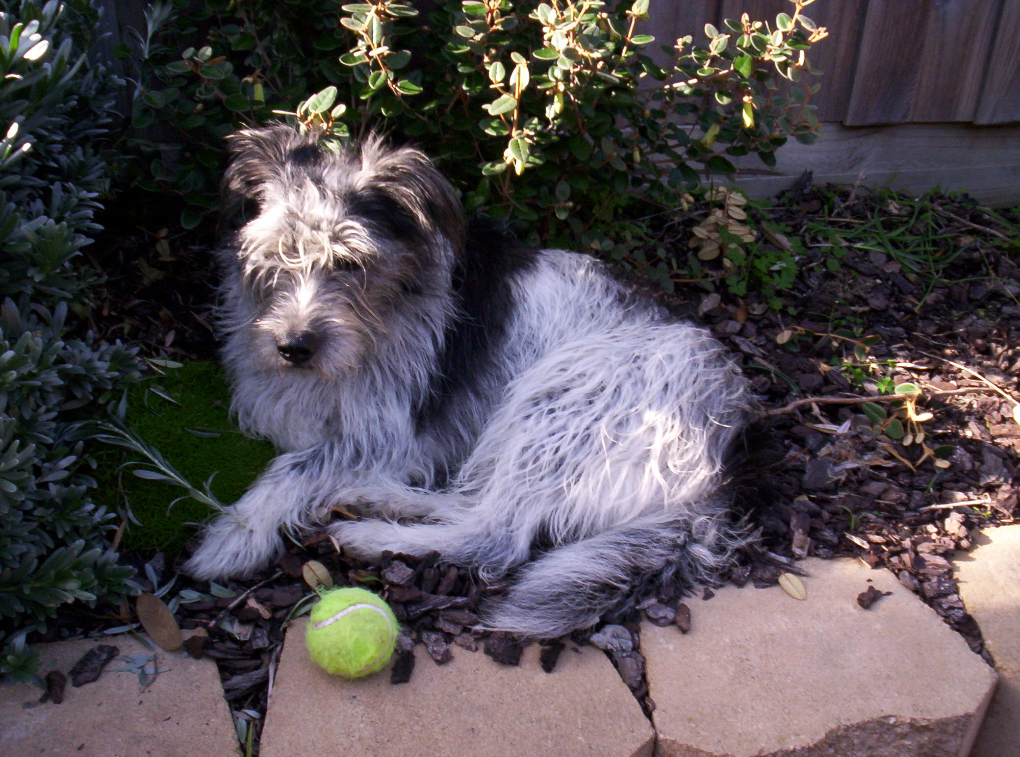 Merlin, May 2007